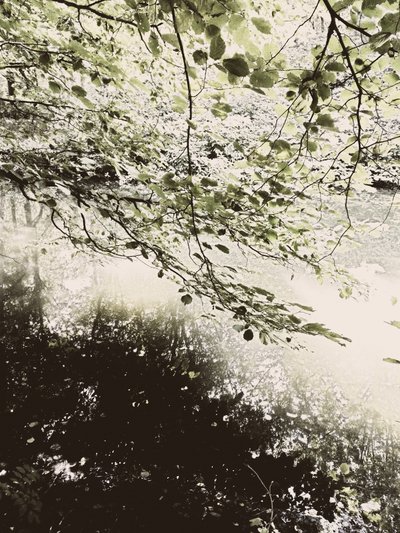 Dosel forestal bañado por la luz del sol de Angelo Cerantola