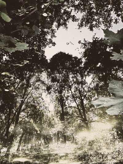 Reflejo en un bosque tranquilo de Angelo Cerantola