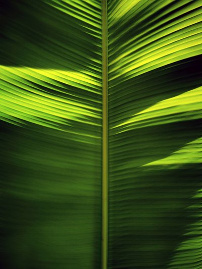 Motivos de hojas tropicales de Angelo Cerantola