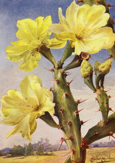 Un bello representante de la chumbera, Opontia Dillenii (litografía en color) de Angelo Fairfax Muckley