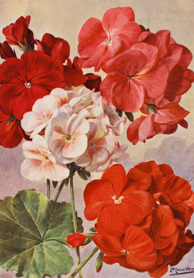 Hermosos geranios modernos, pelargonios zonales (litografía en color) de Angelo Fairfax Muckley