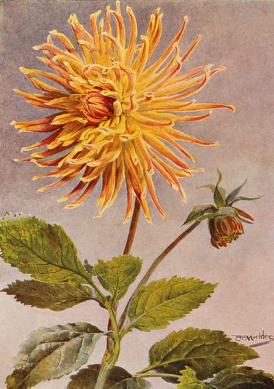 Cactus Dahlia Mrs H L Brousson, Color, leonado, con un toque de carmesí escarlata (litografía en color) de Angelo Fairfax Muckley