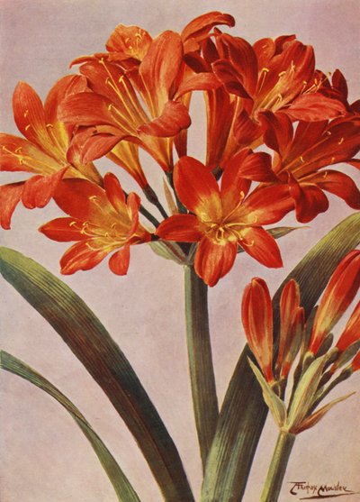 Clivia Miniata, conocida desde hace tiempo como Imantophyllum Miniatum (litografía en color) de Angelo Fairfax Muckley