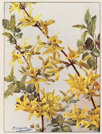 Forsythia Suspensa, un buen arbusto de primavera temprana (litografía en color) de Angelo Fairfax Muckley