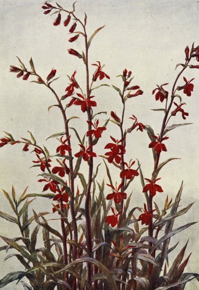 Lobelia Cardinals (litografía en color) de Angelo Fairfax Muckley