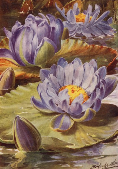 Nymphea Gigantea Hudsonii, Un magnífico nenúfar azul (litografía en color) de Angelo Fairfax Muckley