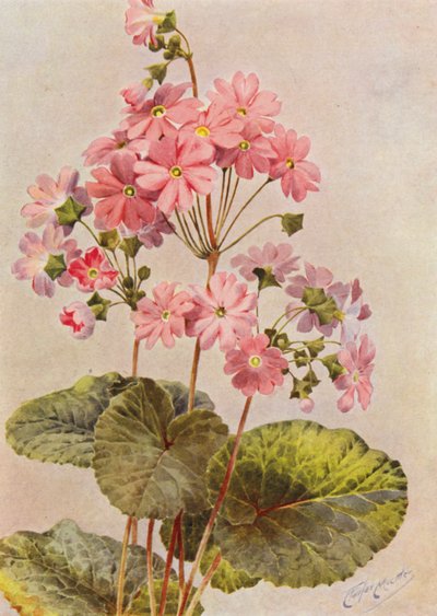 Primula Obconica (litografía en color) de Angelo Fairfax Muckley