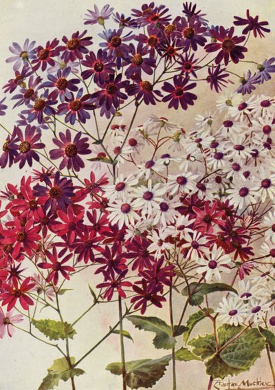 Star Cinerarias (litografía en color) de Angelo Fairfax Muckley