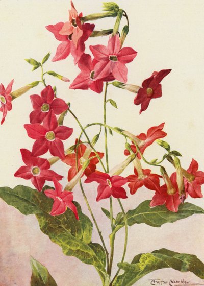 La hermosa planta de tabaco Nicotiana Sanderae (litografía en color) de Angelo Fairfax Muckley