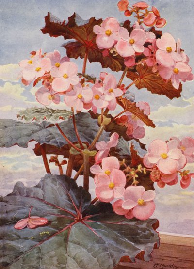 La hermosa Begonia Gloire de Sceaux (litografía en color) de Angelo Fairfax Muckley
