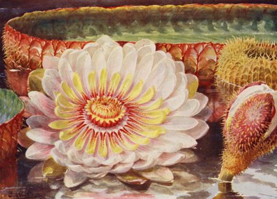 Victoria Regia, la más noble de todas las plantas acuáticas (litografía en color) de Angelo Fairfax Muckley