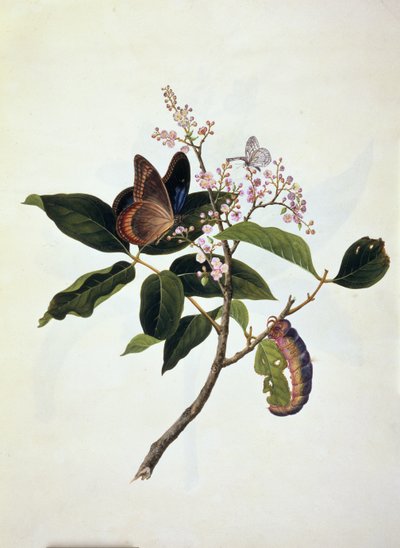 Mariposa y oruga en una planta de Anglo Indian School