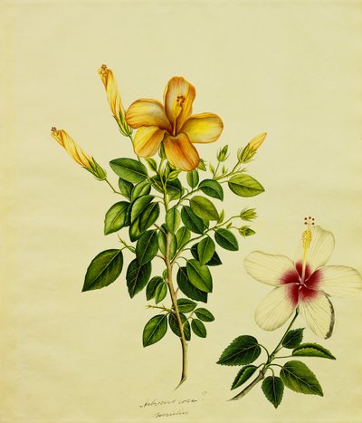 Estudios de hibiscos, un aloe y otros, c.1840 de Anglo Indian School