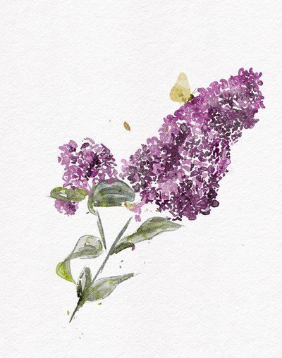 Mariposa lila morada de Ankie Kooi