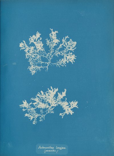 Achnanthes longipes. parásito de Anna Atkins