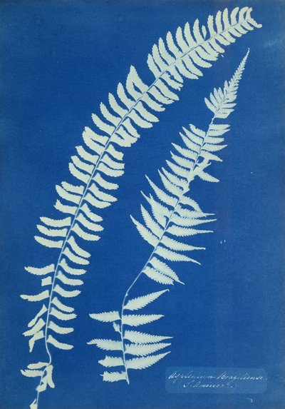 Asplenium Braziliense, Sudamérica, c.1850 de Anna Atkins