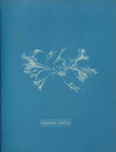 Ceramium ciliatum, ca. 1853 de Anna Atkins