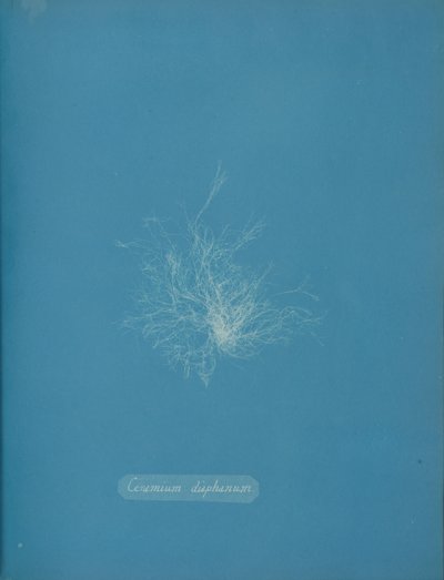 Ceramium diaphanum, ca. 1853 de Anna Atkins