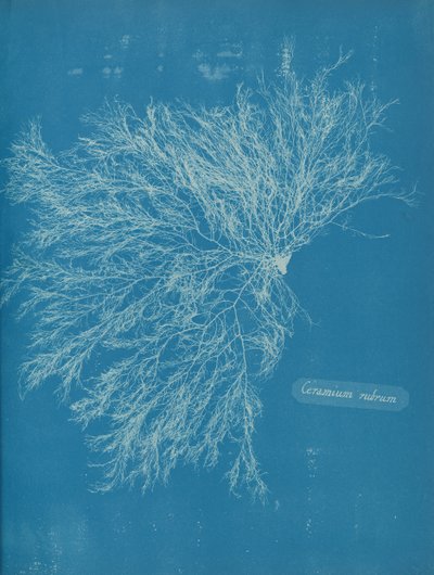 Ceramium rubrum, ca. 1853 de Anna Atkins