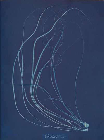 Chorda filum de Anna Atkins