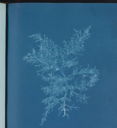 Chylocladia kaliformis de Anna Atkins