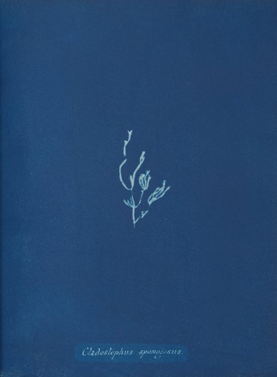 Cladostephus spongiosus, ca. 1853 de Anna Atkins