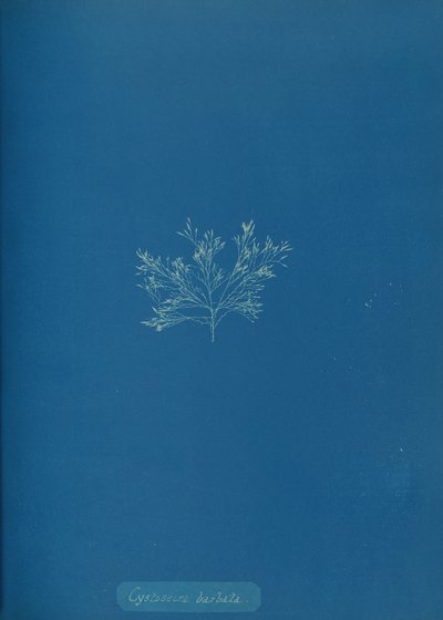Cystoseira barbata, ca. 1853 de Anna Atkins