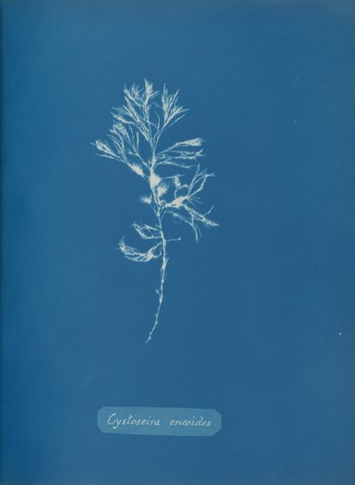 Cystoseira ericoides de Anna Atkins