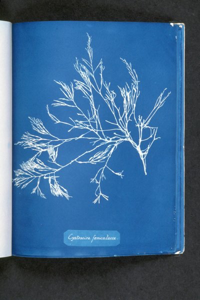 Cystoseira foeniculacea, de "Fotografías de Algas Británicas: Impresiones de Cianotipo", publicada 1843-53 de Anna Atkins