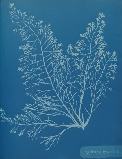 Cystoseira granulata de Anna Atkins