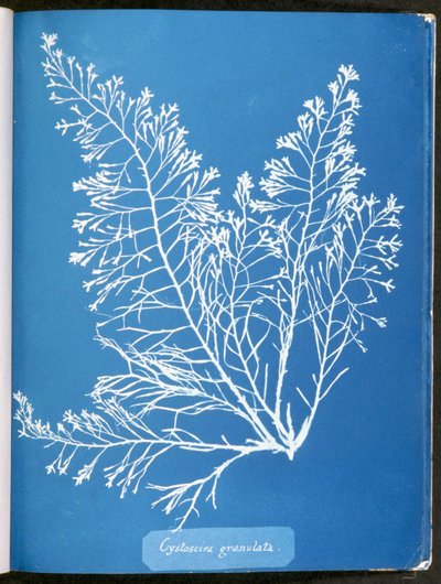 Cystoseira granulata, de "Fotografías de algas británicas: Impresiones de cianotipo", publicado 1843-53 de Anna Atkins