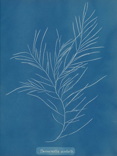 Desmarestia aculeata de Anna Atkins