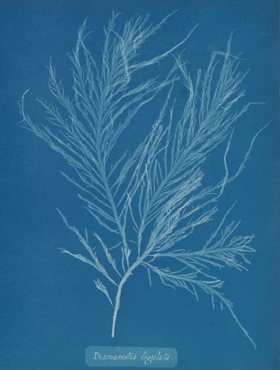 Desmarestia liqulata de Anna Atkins