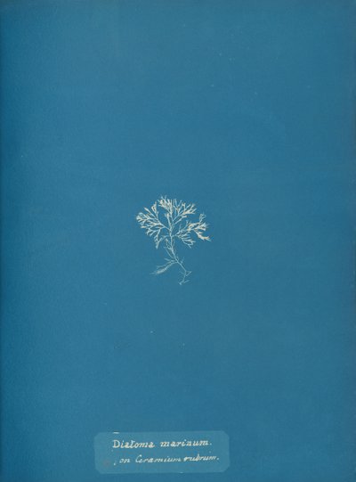 Diatoma marinum en Ceramium rubrum, ca. 1853 de Anna Atkins