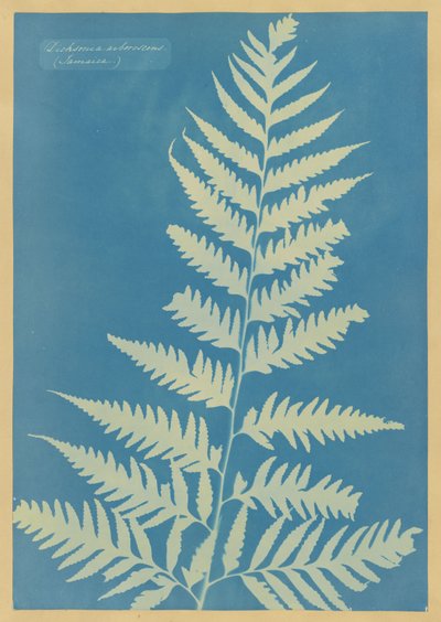 Dicksonia arborescens, Jamaica de Anna Atkins