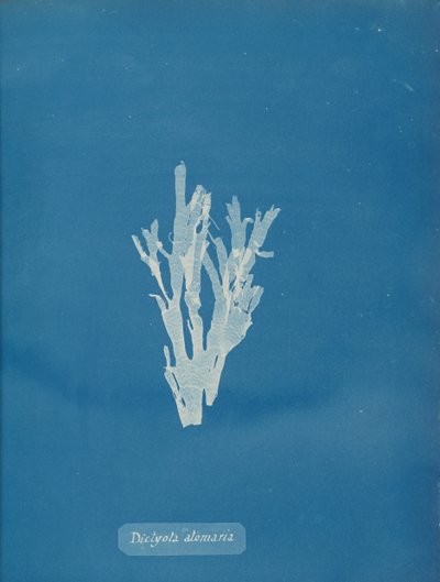 Dictyota atomaria de Anna Atkins