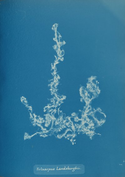 Ectocarpus Landsburghii, ca. 1853 de Anna Atkins