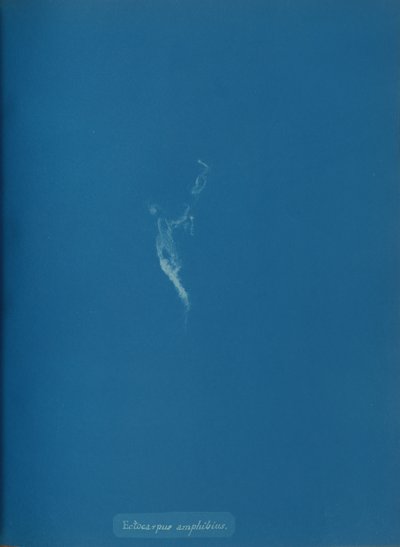 Ectocarpus amphibius, ca. 1853 de Anna Atkins