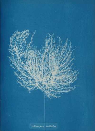 Ectocarpus distantus, ca. 1853 de Anna Atkins