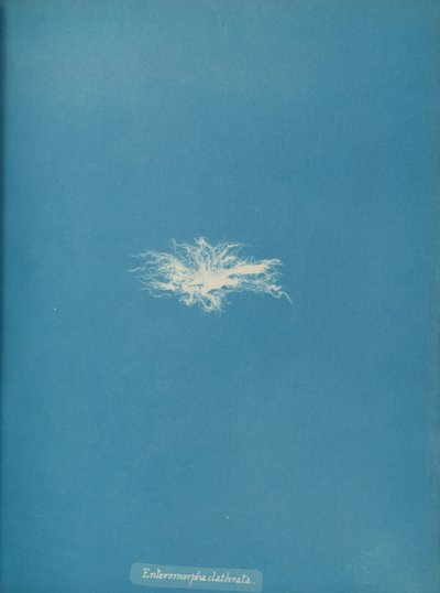 Enteromorpha clathrata, ca. 1853 de Anna Atkins