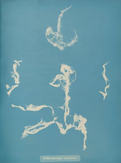 Enteromorpha ramulosa, ca. 1853 de Anna Atkins
