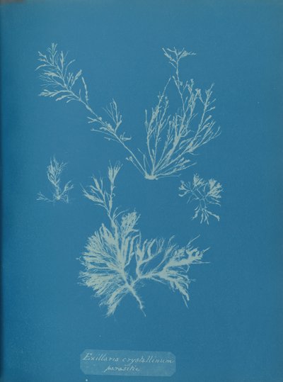 Exillaria crystallinum parasitaria de Anna Atkins