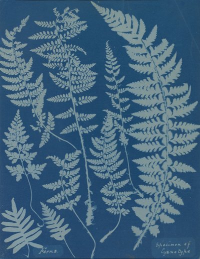 Helechos. Ejemplar de cianotipo de Anna Atkins
