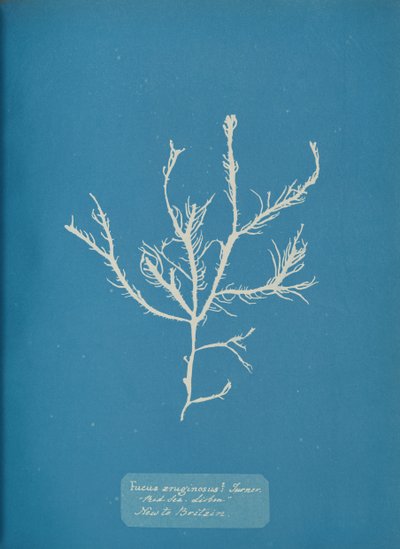 Fucus aeruginosus Turner. Mar Mediterráneo Sisbon Nuevo en Gran Bretaña, ca. 1853 de Anna Atkins