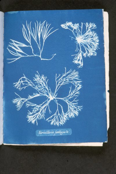 Furcelleria fastigiata, de 