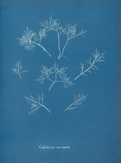 Gelidium corneum, ca. 1853 de Anna Atkins