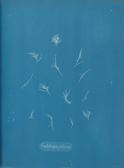 Grateloupia filicina de Anna Atkins