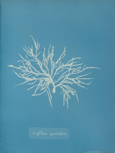 Griffithsia equisetifolia de Anna Atkins