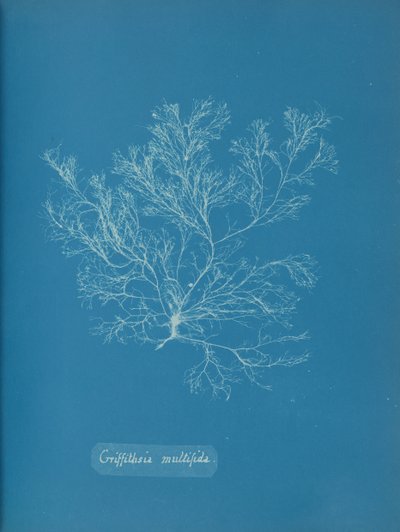 Griffithsia multifida, ca. 1853 de Anna Atkins