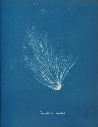 Griffithsia setacea, ca. 1853 de Anna Atkins